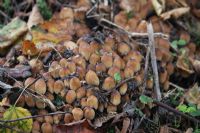 Glistening inkcap (Coprinellus micaceus): Click to enlarge